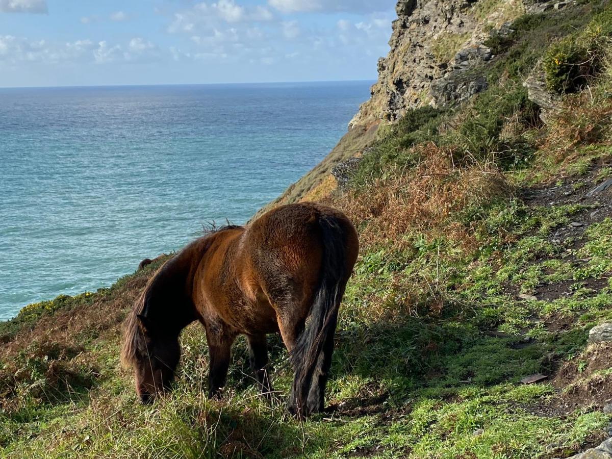 Polrunny Farm Blackberry Cottage - Cornwall Bliss In Sight Of The Sea Boscastle Luaran gambar