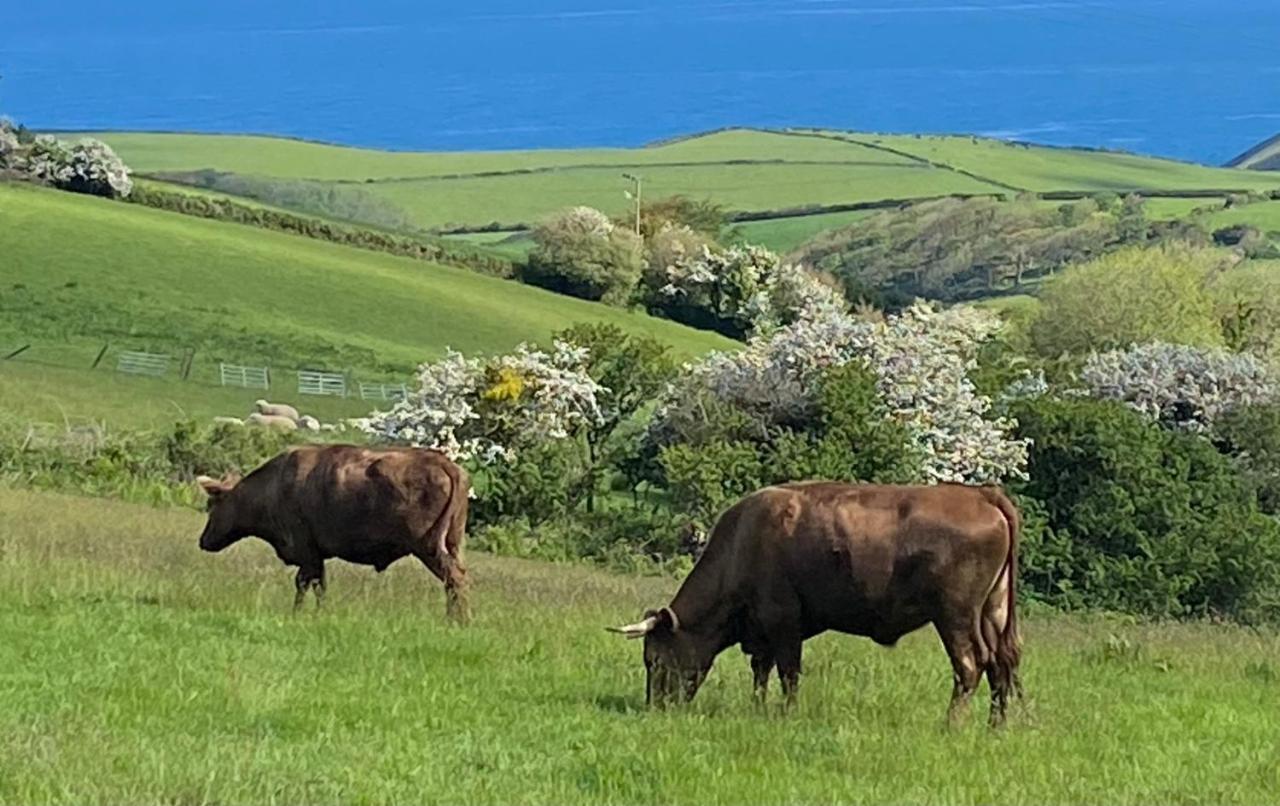 Polrunny Farm Blackberry Cottage - Cornwall Bliss In Sight Of The Sea Boscastle Luaran gambar